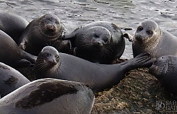 ����������� ����� ����� � ���-10 ����� ������� ����� �������� � �������� 