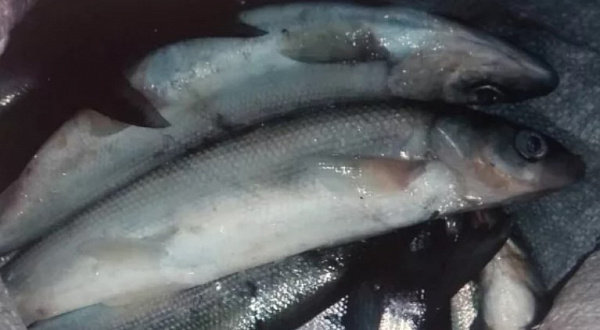 � ������� ��������� ����� ����� ������ 