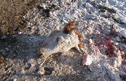 ��������� ����� ������� � ������� ����� ����������� (���� 18+)