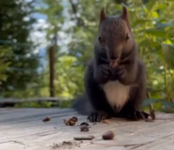 � ������� ������� ����� �� ��������� ��������