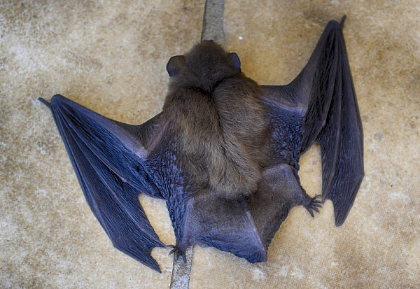 ������� ����� ������� ��������� �� �����������  