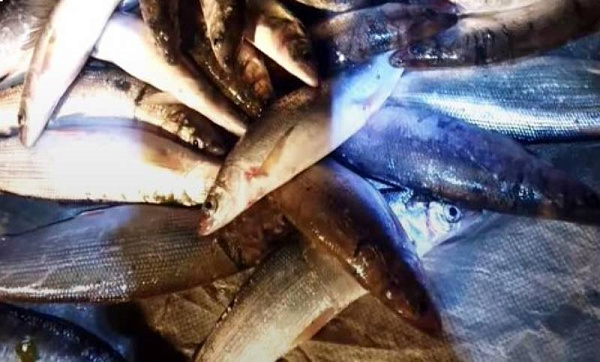 ������ ������� �������� ����� ����� �� 12 ������