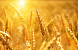 ������� ��������� ������� ������� 31 ��� ������ ����������� 