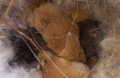 Крольчата родились в Этнографическом музее в Улан-Удэ