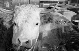 � ���� ������� ��� ������ ������� �������� �����