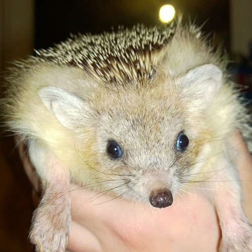 � �������� ������ ����������� ����� ������ 