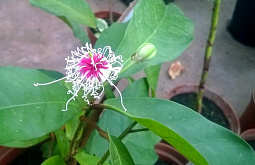 � �������� ������� ������� ���� 