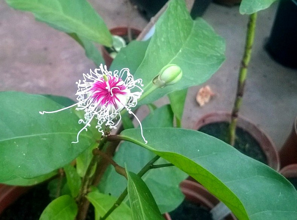 � �������� ������� ������� ���� 