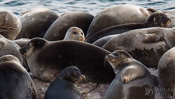 �������: ���������� ���� �� ������� �������� ������������� �������� ����