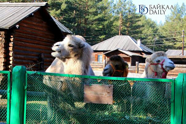 ��������������� ����� � ����-��� �������� � �������� ������� 