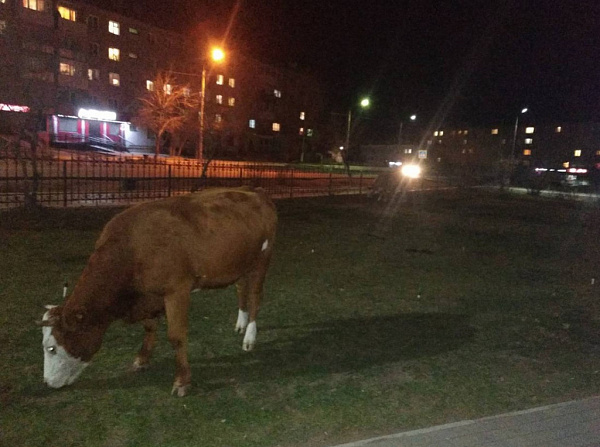 � ������� ������ ������� ����� � ������ �� 5 ���������