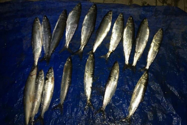 � ������� ���������� ������ ����� 80-�������� ����� 