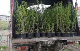 В столице Бурятии появится более трёх тысяч новых деревьев и кустарников