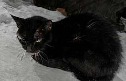 В Улан-Удэ старого кота с гноящимся глазом спасли от эвтаназии