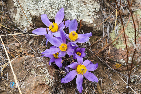 � ������� ������� �� 21 ������� �����