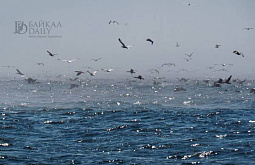 �������� �� ������� ���� ������������ � ���������� ������������ ��������