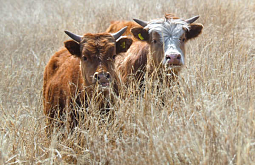 � ������� ��������������� ������ �� ����������