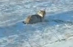 ������� ���� � ������� ��������� ����