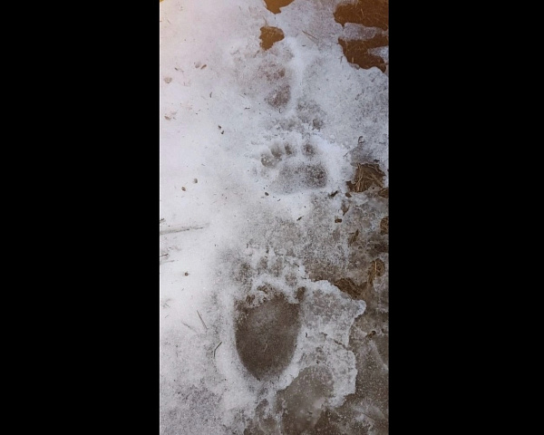 � ��������� ������� �������� ����� ������� 