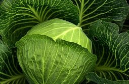 �� ��� � ������� ���������� 446 �� ������������ ����������������