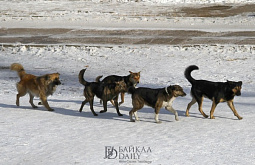 В районе Бурятии за день отловили три десятка собак