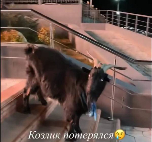 По Улан-Удэ разгуливал чёрный козёл 