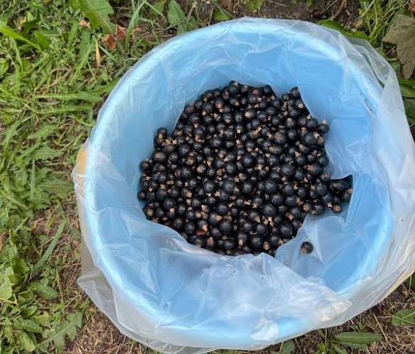 � ����������� ������ � ������� ������� ������ ��������� 