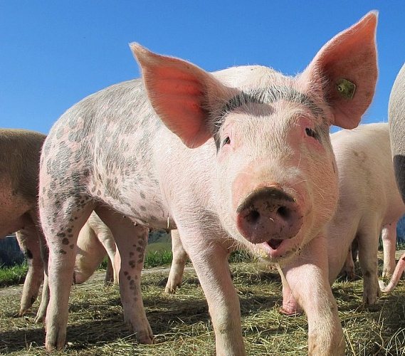 � ������� ������� �������� ������-2�, ��������� ��������� ����� ������