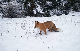 � ������� �� ����������� ������ ���� � �� �������� �������