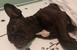 � ���������� ������ ������� �������� �������