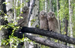 � ������� ���������� ��������� ������� �������