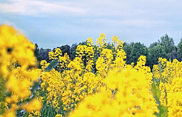 � ������� ������ ����� ������������ ���������