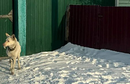 � ����-��� �� ����� ����� ������� ��� ��������� ������