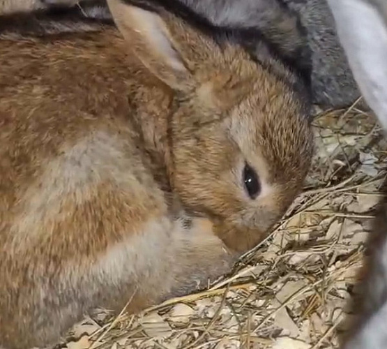 В Иркутской зоогалерее показали подросших обитателей крольчатника 
