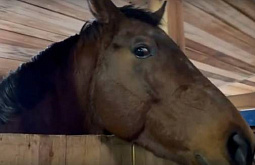 ������ �� �������  ����� ��������� ����� ���� ������������