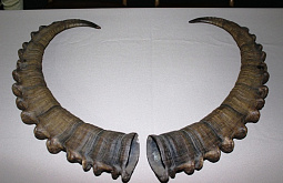 ����� ������� ������� �������� ���������� �������� ���������