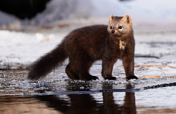 � ���������� �������� ��������� �� ���� �������� � ����������� ������