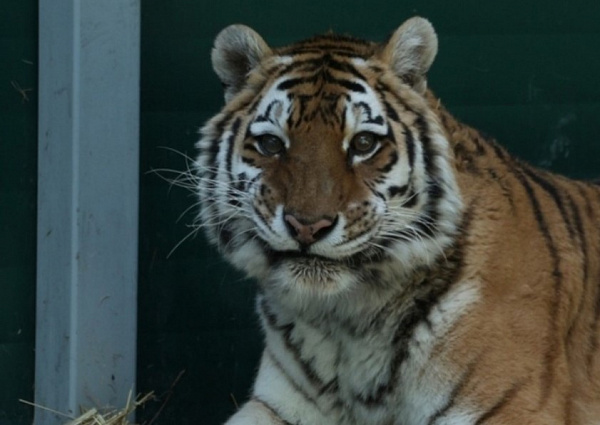 Зоогалерея Иркутска собирает лекарства для старенькой тигрицы 