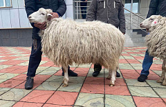 Бурятский баран признан лучшим на выставке в Забайкалье