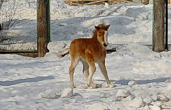 � ������� ����� ����-��� ���� ��� �������������� ��������