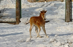 � ������� ����� ����-��� ���� ��� �������������� ��������