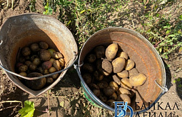 � ������� �������� ����� 95 ����� ���� ���������