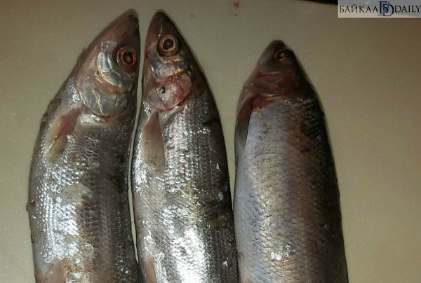 В Бурятии омулёвого браконьера приговорили к обязательным работам