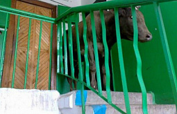 � �������� ���� � ����-��� ���������� ������