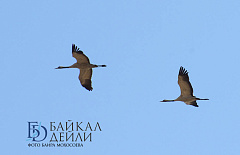 � ����������� ���������� �������� ������ � ���� ������ �������