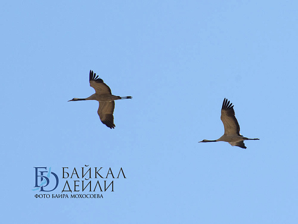 � ����������� ���������� �������� ������ � ���� ������ �������