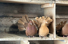 ������ ������� �������� ��������� ��������� ������� 