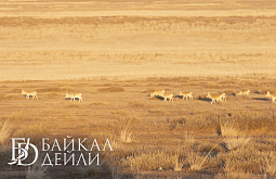 � ���������� ����������������� ����������� �������