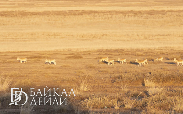 � ���������� ����������������� ����������� �������