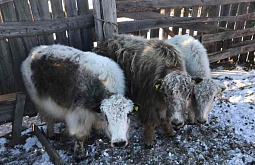 � ���������� ����� ��������� ���� �� �������